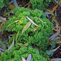 Endivien Salat Grüner Escariol (Cichorium endivia)...