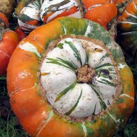 Bischofsmütze/ Turban-Kürbis (Cucurbita maxima)...