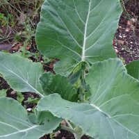 Chinesischer Brokkoli Kai-Lan (Brassica oleracea var....