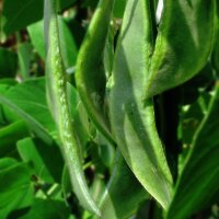 Limabohne / Mondbohne (Phaseolus lunatus) Samen