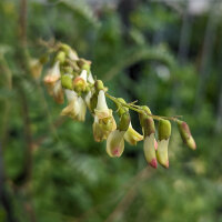 Chinesischer Tragant / Huang-Qi (Astragalus membranaceus)...