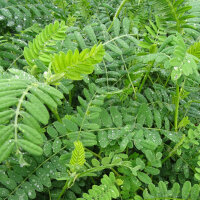 Chinesischer Tragant / Huang-Qi (Astragalus membranaceus)...