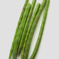 Meerrettichbaum (Moringa oleifera) Samen