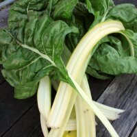 Weißer Mangold Glatter Silber (Beta vulgaris) Bio...