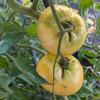 Fleischtomate Weiße Schönheit (Solanum...