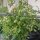 Polnische Kirschtomate Pokusa (Solanum lycopersicum) Bio Samen