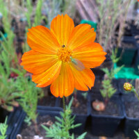 Orange Cosmea / Schmuckkörbchen (Cosmos sulphureus)...