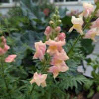 Rosa Löwenmäulchen The Rose (Antirrhinum majus)...