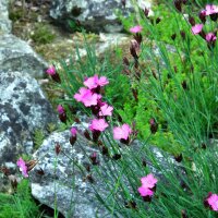 Karthäusernelke (Dianthus carthusianorum) Samen