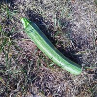 Zucchini Cocozelle di Tripolis (Cucurbita pepo) Bio Saatgut