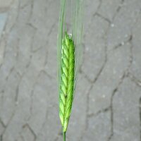 Einkorn (Triticum monococcum) Bio Saatgut